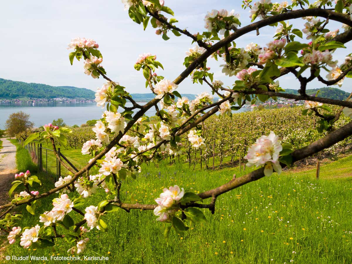  Palatini, Appple blossom at Lake Constance
